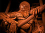 Lost_Mummies_of_New_Guinea