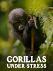 Gorillas_Under_Stress