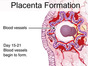 Placenta_Formation