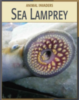 Sea_lamprey