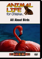 All_about_birds