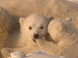 Polar_bear_fever