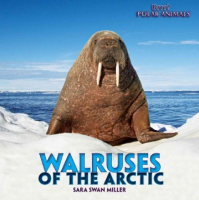 Walruses_of_the_Arctic