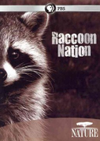 Raccoon_nation