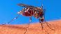 Genetically_Modified_Mosquitoes_Could_Reduce_Illness
