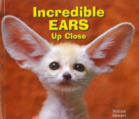 Incredible_ears_up_close
